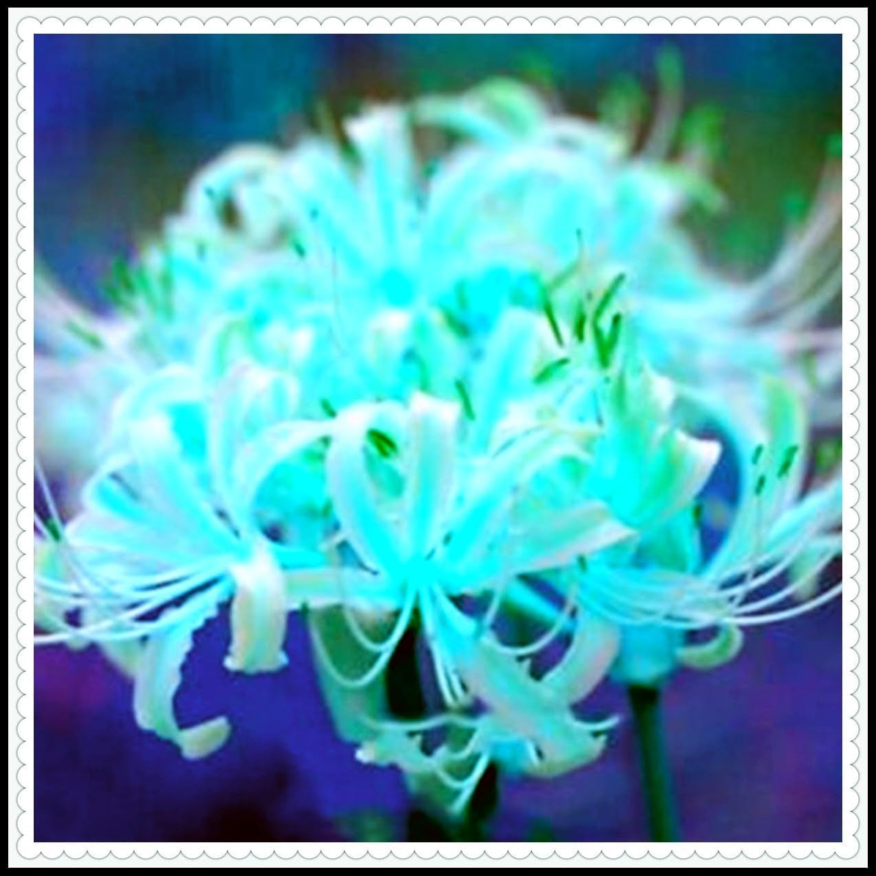 Virághagyma keverék, Mystery Magic Hagyma, Hardy Planting, Winter Hardy Évelő Virághagyma, Hardy Hagyma - 3 Orchidea hagyma