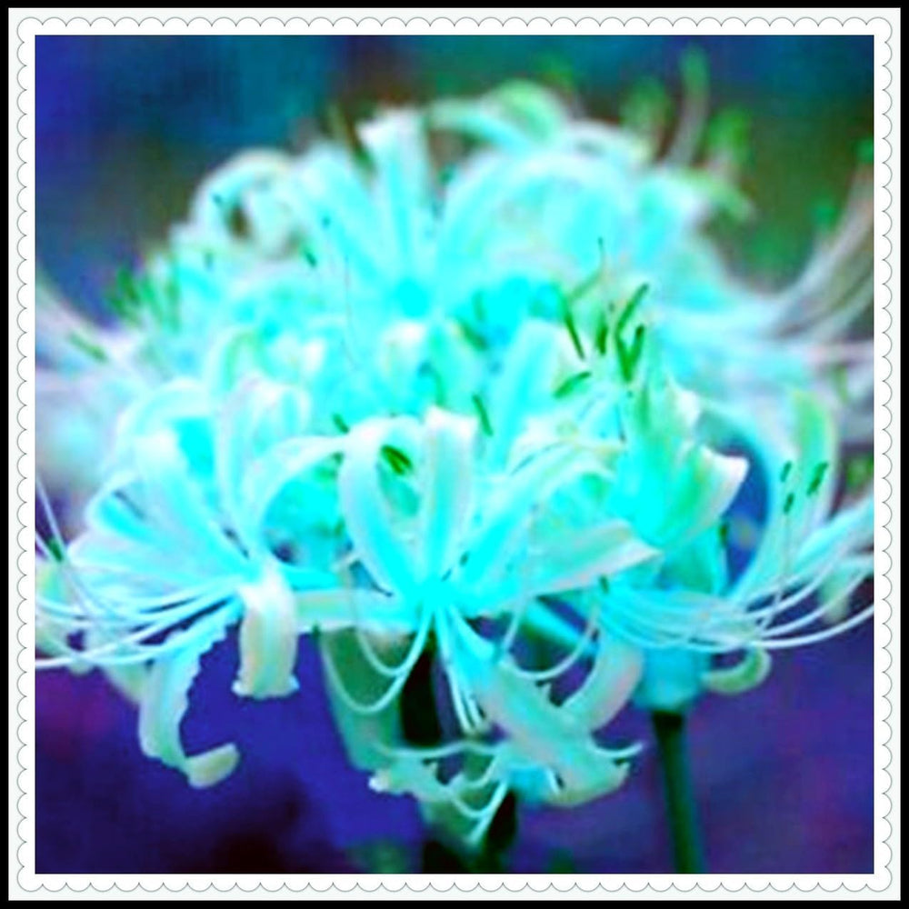 Virághagyma keverék, Mystery Magic Hagyma, Hardy Planting, Winter Hardy Évelő Virághagyma, Hardy Hagyma - 3 Orchidea hagyma