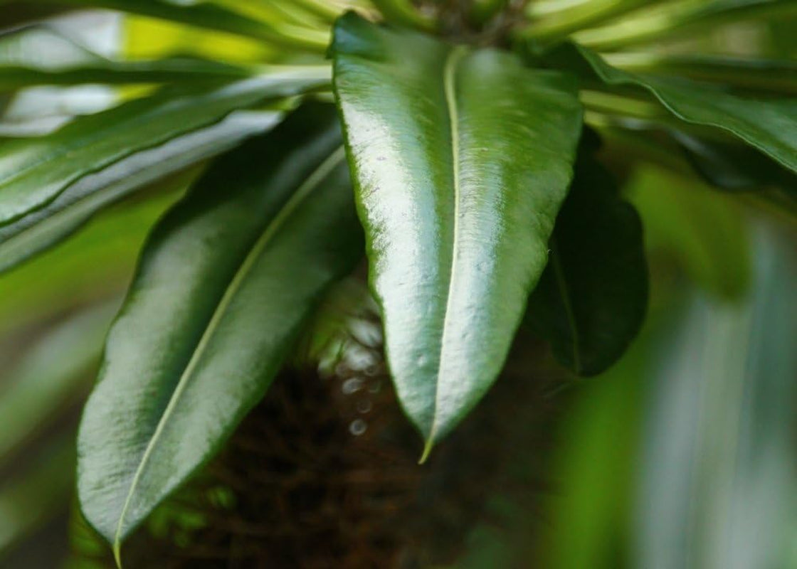 SAFLAX - Geschenk Set - Kakteen - Madagascar - Palme - 10 Samen - Mit Geschenk- / Versandbox, Versandaufkleber, Geschenkkarte Und Anzuchtsubstrat - Pachypodium Lamerei