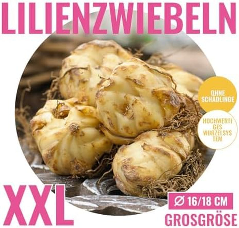 Óriás liliomhagymák gyűjteménye (15 virághagyma), 5 illatos fajta, színenként 5, holland Hardy évelő keverék a kertben (nagy hagymás, mag nélküli)