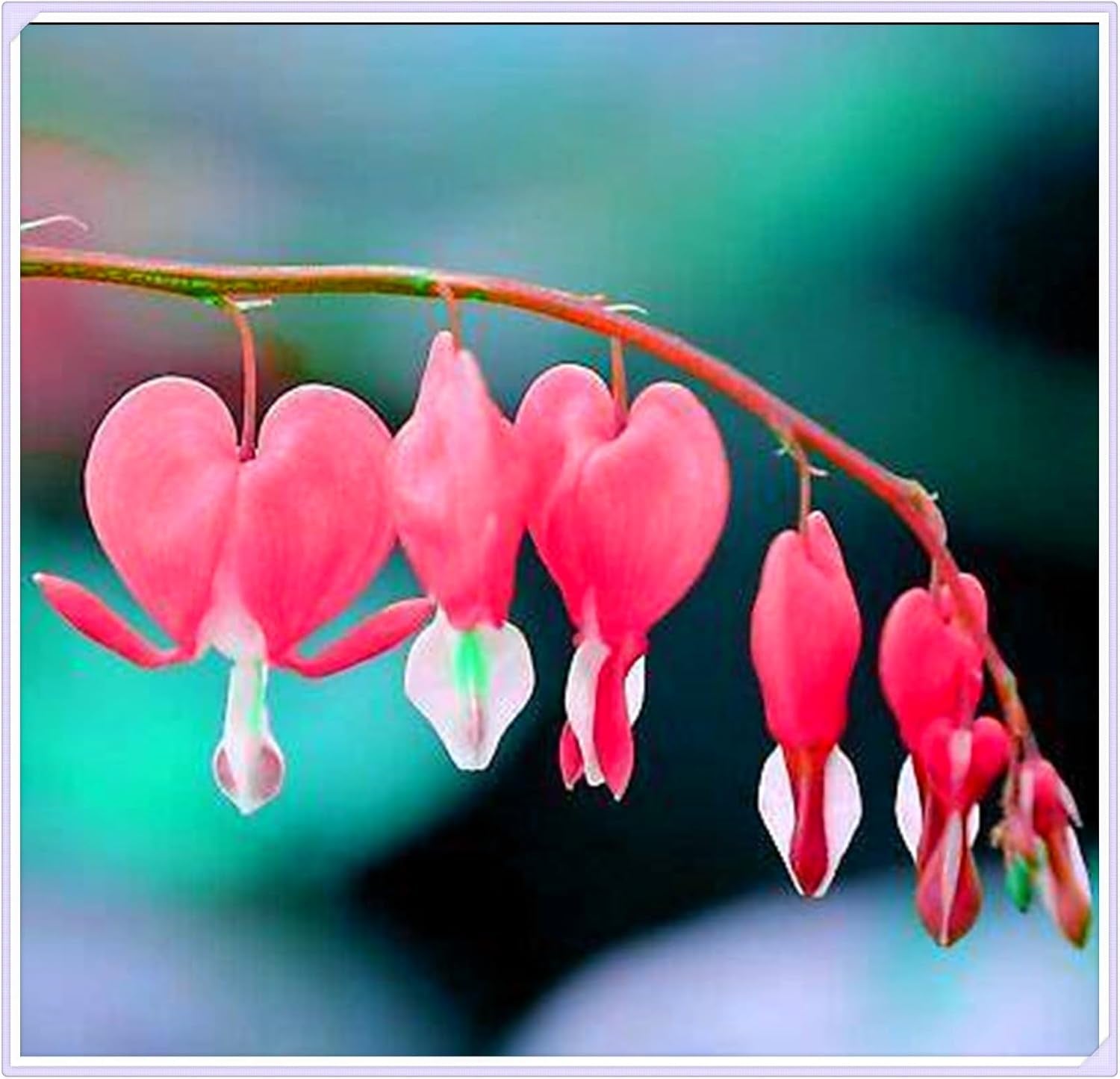 Virághagyma keverék, Mystery Magic Hagyma, Hardy Planting, Winter Hardy Évelő Virághagyma, Hardy Hagyma - 3 Orchidea hagyma