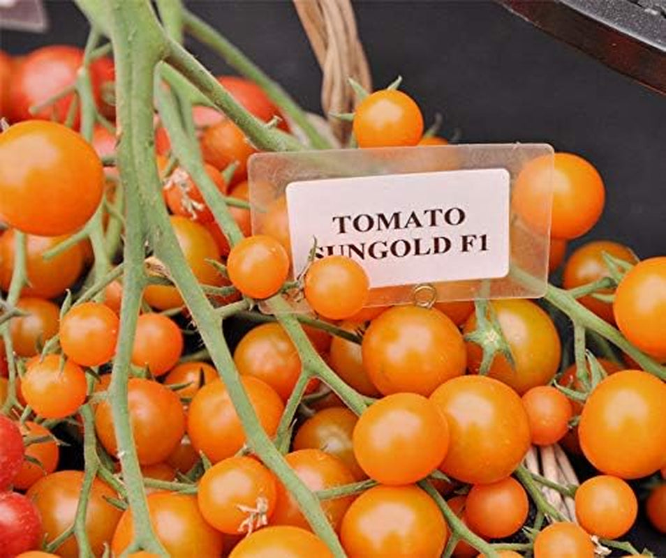 Sungold F1 Cherrytomate Tomatensamen Von Bobby-Seeds Portion