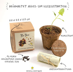 Plant Grow Gift Kit - Sunflower Sunset, cserepekkel, szubsztrátummal és termesztési útmutatóval