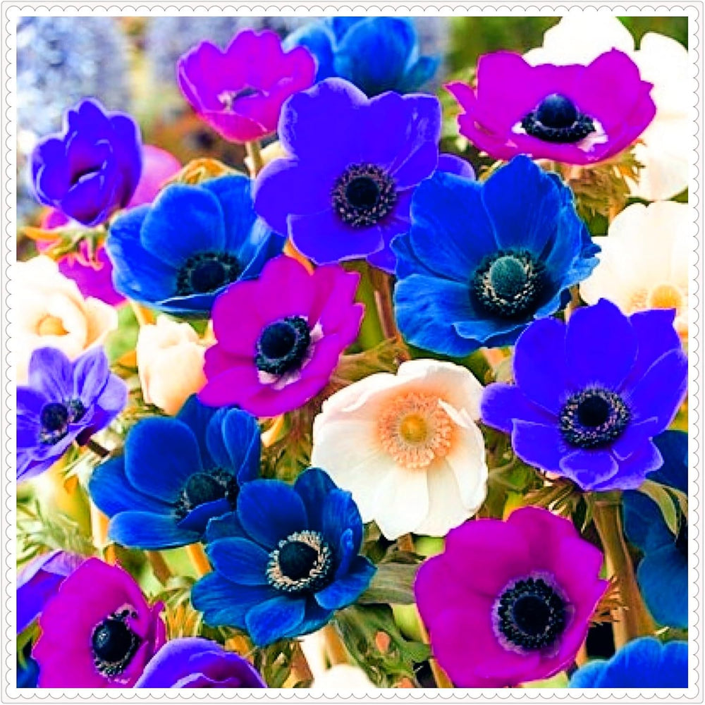 Virághagyma keverék, Mystery Magic Hagyma, Hardy Planting, Winter Hardy Évelő Virághagyma, Hardy Hagyma - 3 Orchidea hagyma