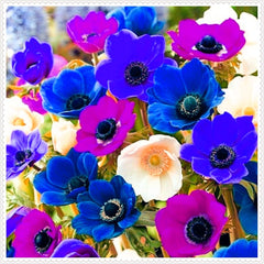 Virághagyma keverék, Mystery Magic Hagyma, Hardy Planting, Winter Hardy Évelő Virághagyma, Hardy Hagyma - 3 Orchidea hagyma