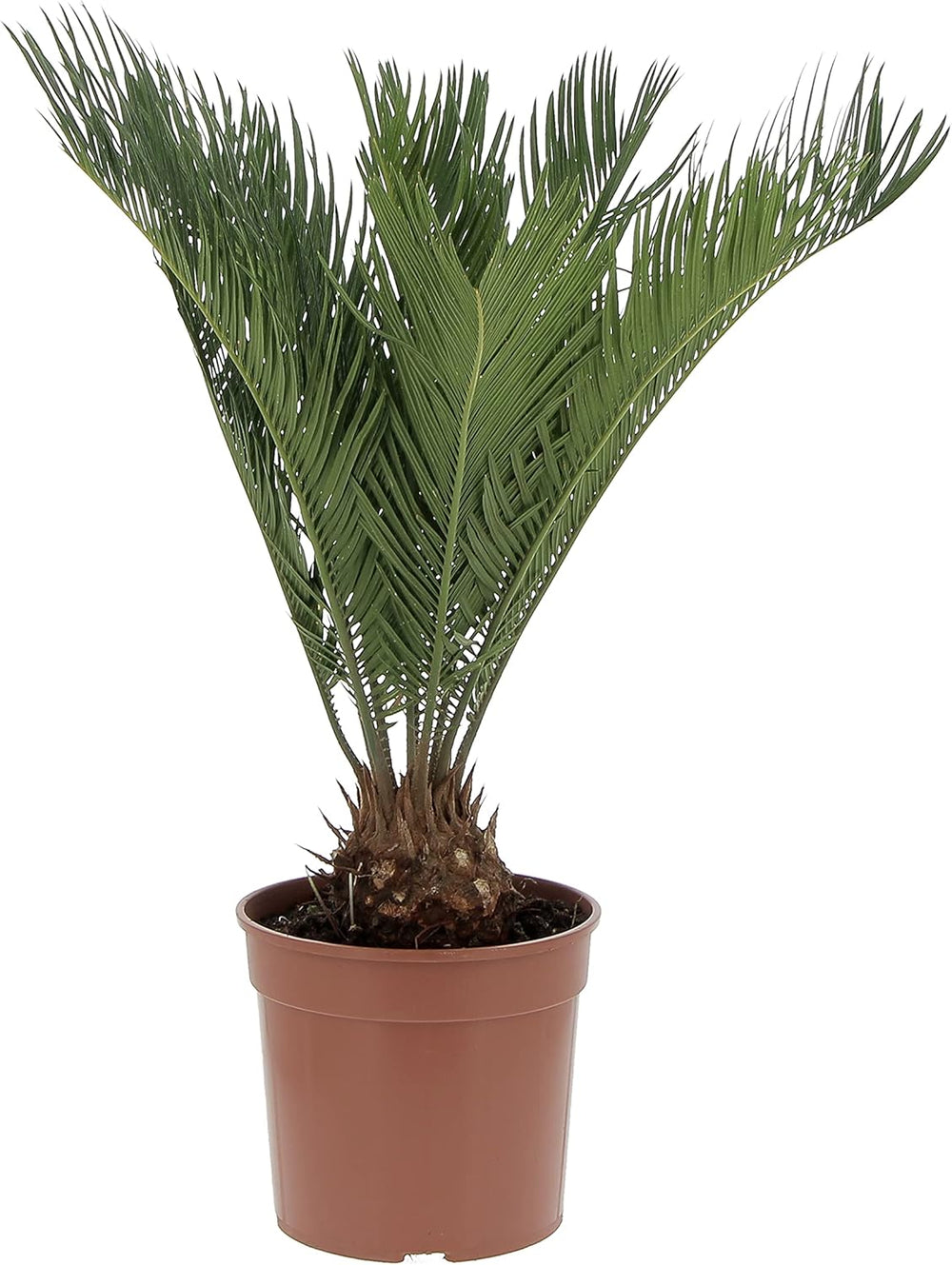 KENTIS - Cycas Revoluta Zwergpalme - Echte Palme Für Den Außenbereich Gartenpflanze - Hoch 100-125 Cm Topf Ø 30 Cm
