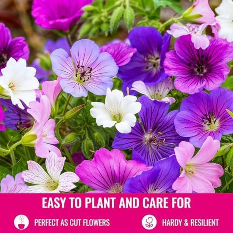 Szuper évelő muskátli kollekció (10 növény/gyökér) 5 fajta kemény keveréke, nagy évelő hibridek Hollandiából, kerti használatra, virágrétegek (mag nélkül, mesterséges hagyma nélkül)