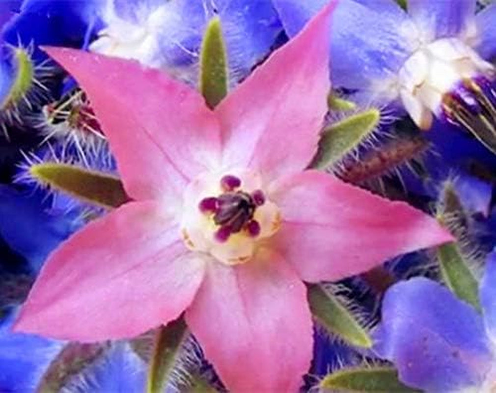 Magok 20db Borago Officinalis Egzotikus Virágmagok Szabadtéri Virágoskert Gyönyörű és fényes (Liu Li Ju): 13