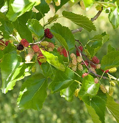 Zwerg Maulbeere Mojo Berry 40-60Cm - Morus Rotundiloba - Lebende Gartenpflanze Aus Den n
