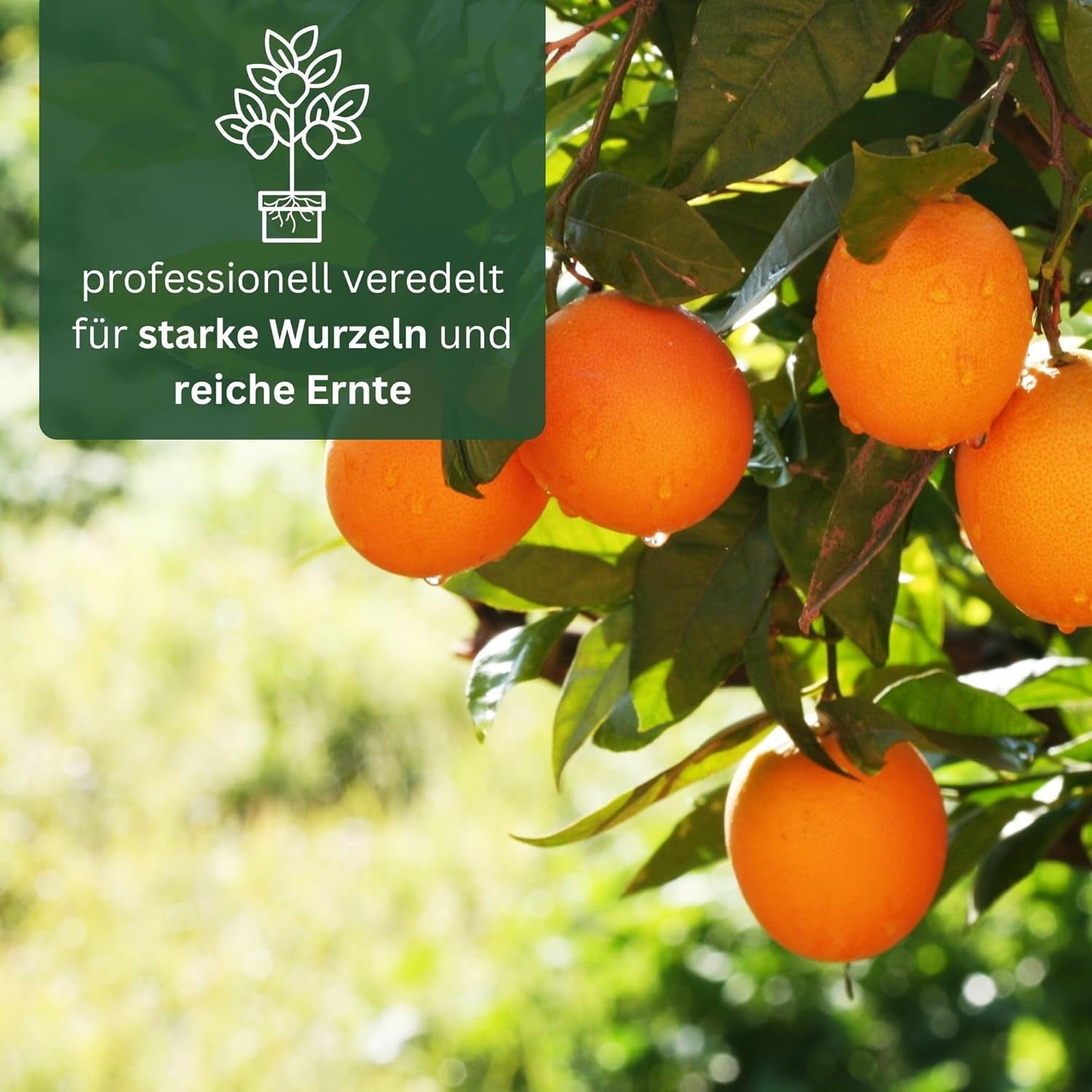 Narancs a My Oranjeria-ból - valódi narancs - citrusfélék - Citrus sinensis - Narancs - oltott narancs kertészeknek (Mezzo [M])
