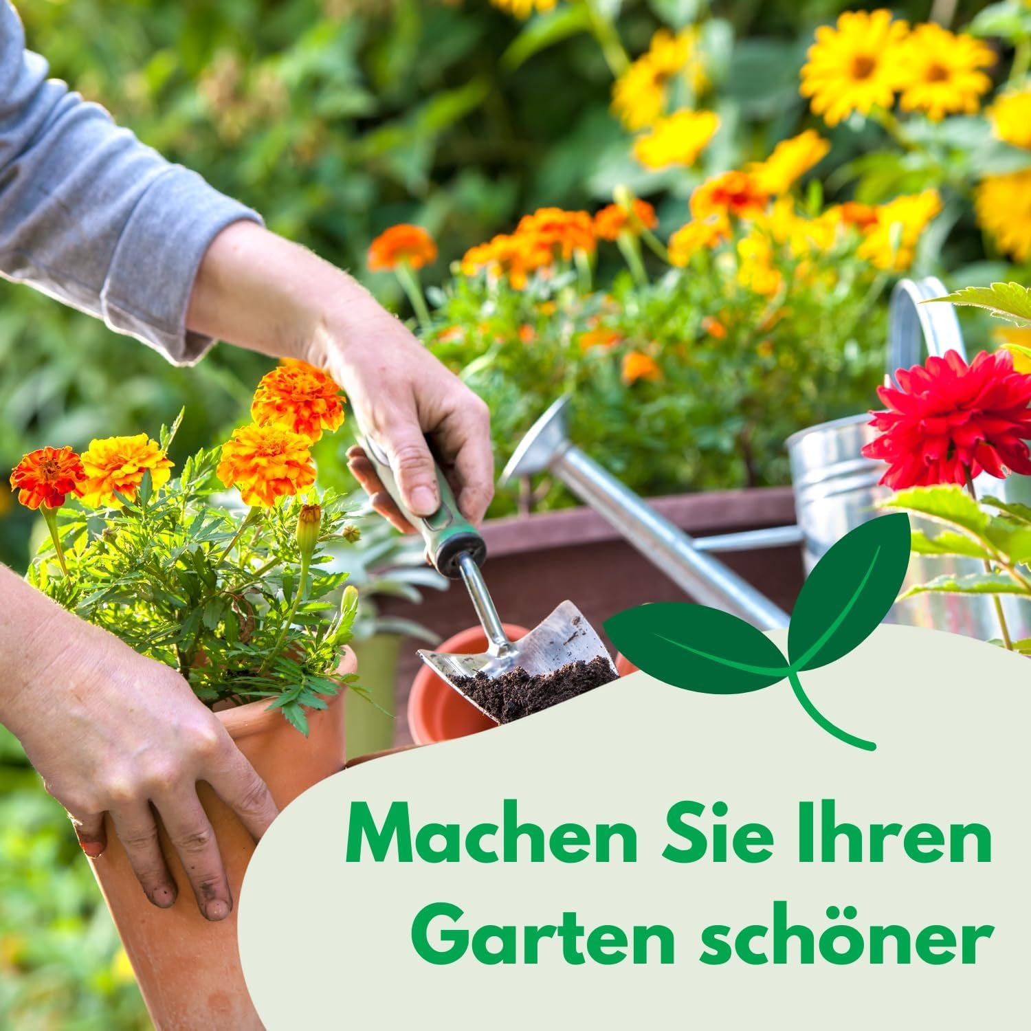 Cosmos Sensation Mix 1g mag, Cosmos Mix Nyári virágok, Kerti növények Erkélynövények, Virágmagok