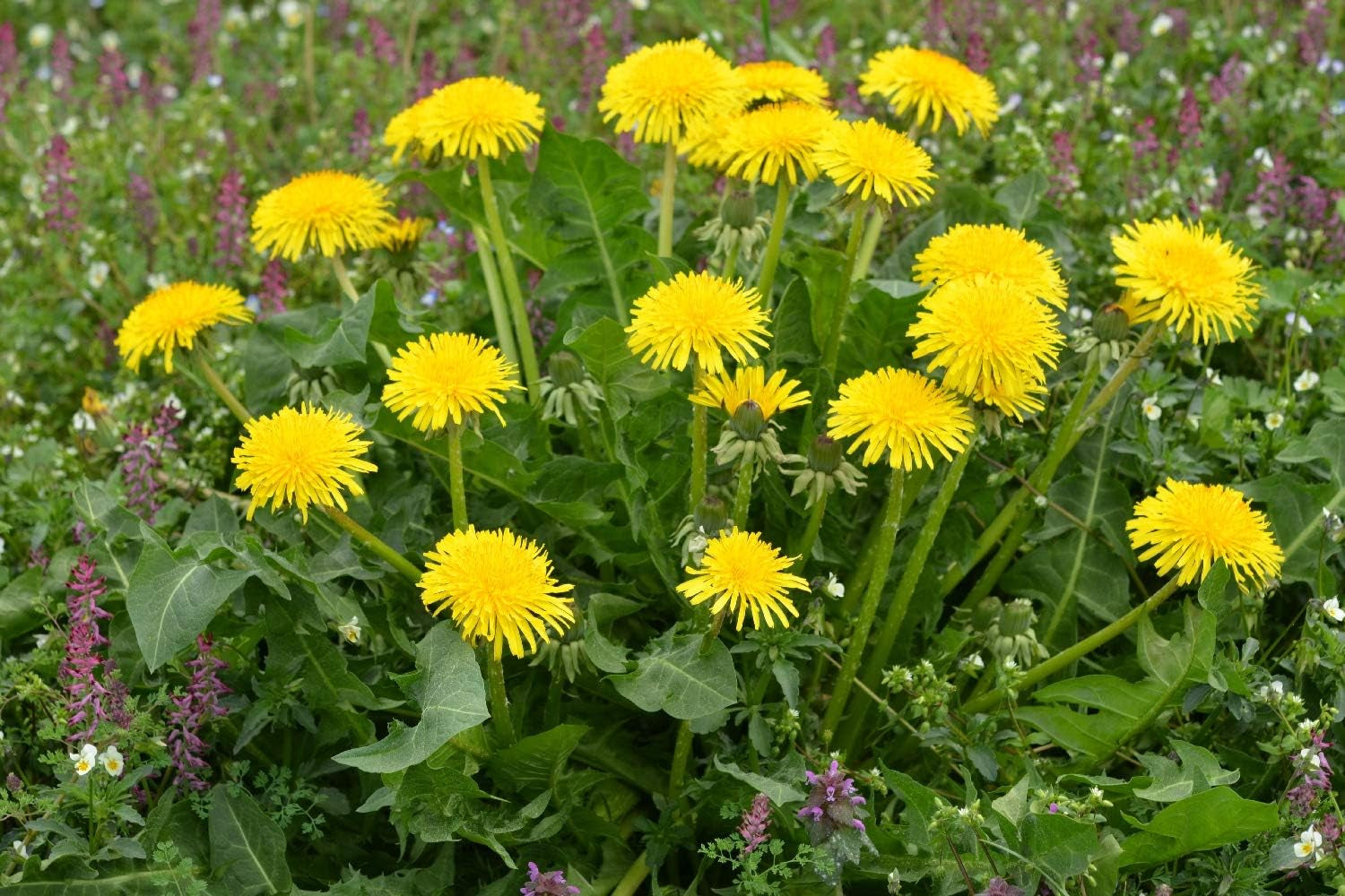 SAFLAX - BIO - Pitypang - 400 mag - Taraxacum officinale