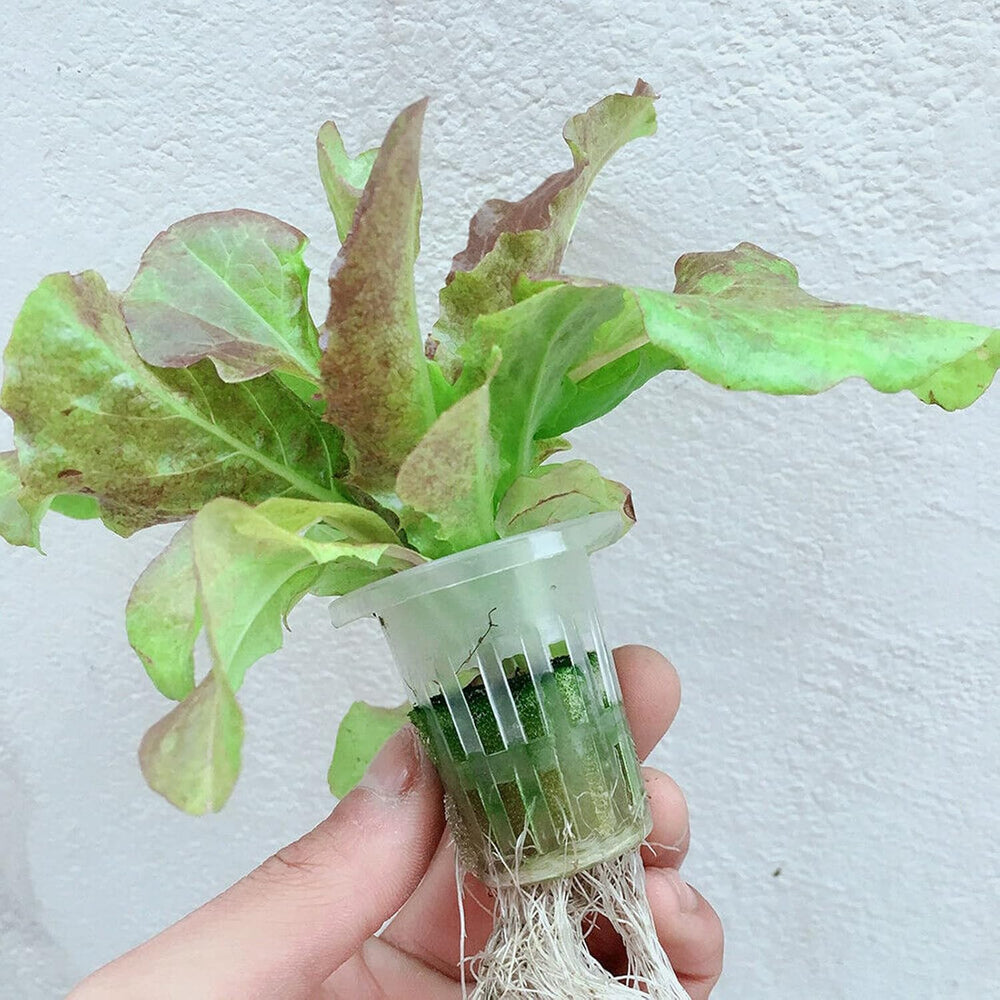 Hidroponikus termesztő készlet PVC hidroponikus termesztőrendszer 2 rétegű 72 lyukú hidroponikus rendszer termesztő készlet Talajmentes növénytermesztő rendszerek Talajmentes hidroponikus termesztőrendszer vízben