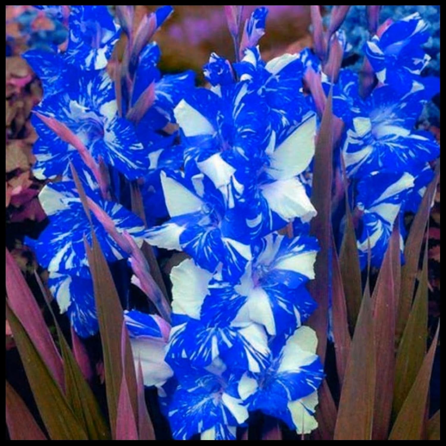 Virághagyma keverék, Mystery Magic Hagyma, Hardy Planting, Winter Hardy Évelő Virághagyma, Hardy Hagyma - 3 Orchidea hagyma