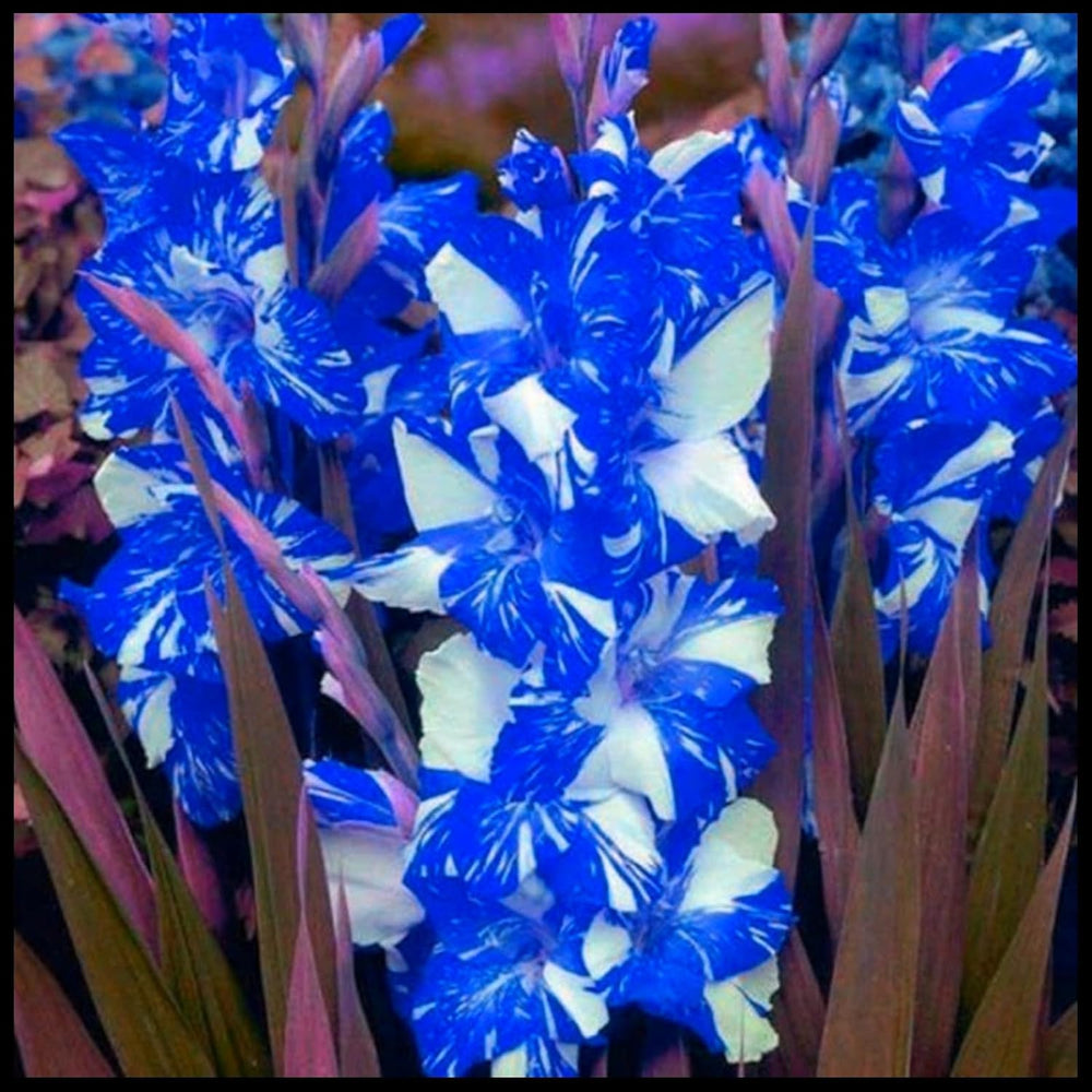 Virághagyma keverék, Mystery Magic Hagyma, Hardy Planting, Winter Hardy Évelő Virághagyma, Hardy Hagyma - 3 Orchidea hagyma