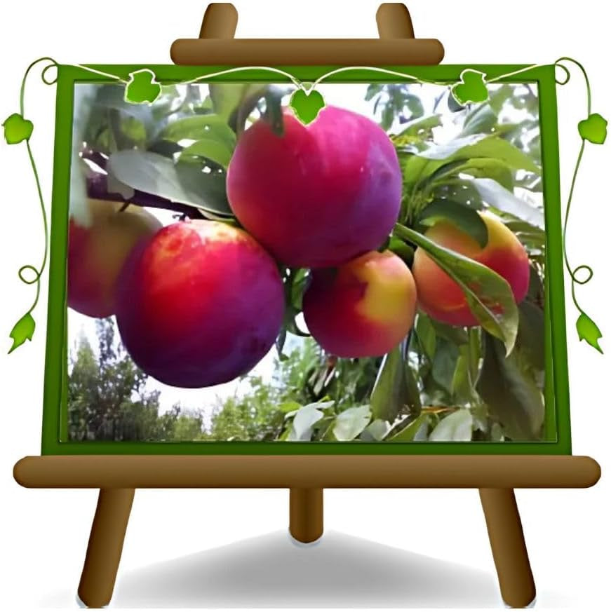 Fortune Pflaumen - Obstpflanze Auf Blumentopf 20 - Baum Max 170 Cm - 2 Jahre Anbau Italien
