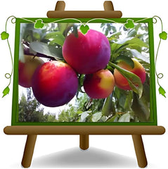 Fortune Pflaumen - Obstpflanze Auf Blumentopf 20 - Baum Max 170 Cm - 2 Jahre Anbau Italien