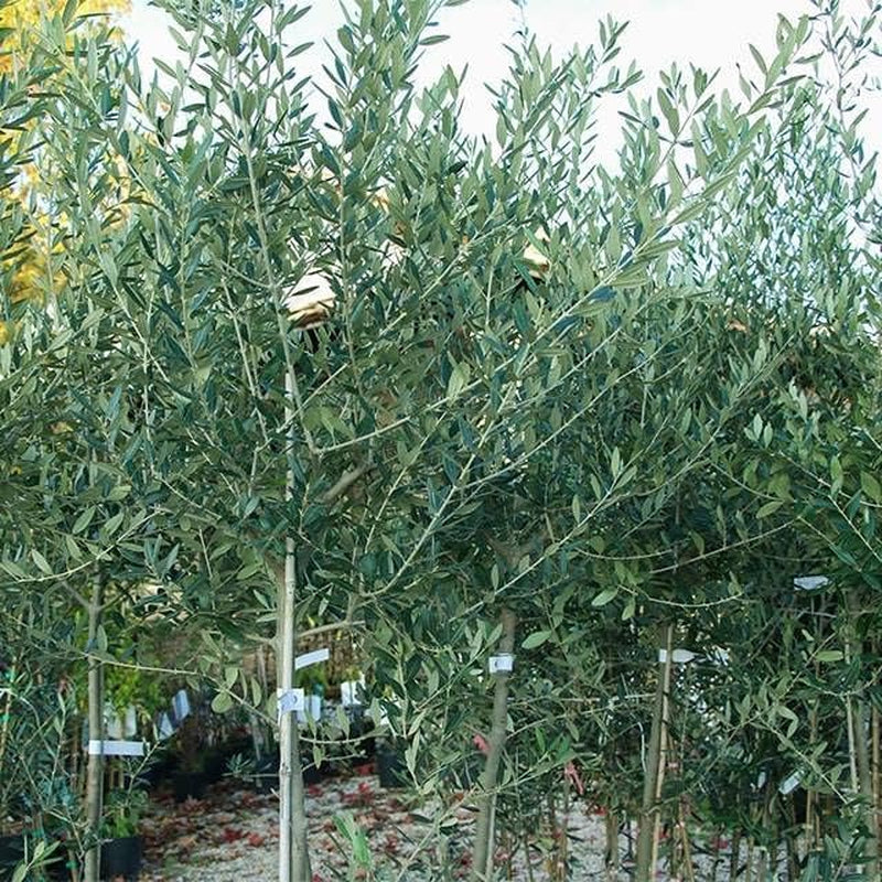 Olivier Olivenbaum Oliven Itrana - Obstpflanze Baum Max 160-3 Jahre Anbau Italien