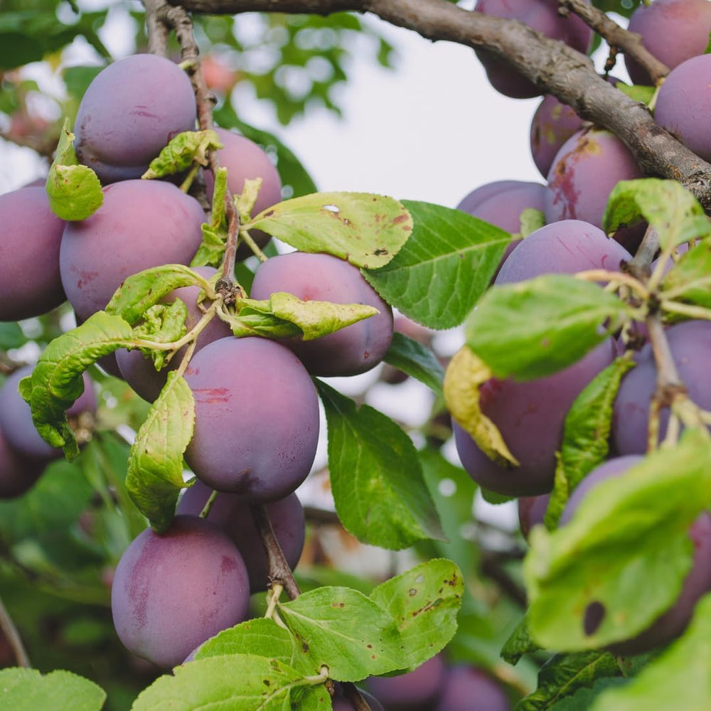 Oberschenkel Pflaumen Von Monaca Von Velletri - Obstpflanze Alte Frucht Auf Blumentopf 20 - Baum Max 170 Cm – 2 Jahre Anbau Italien