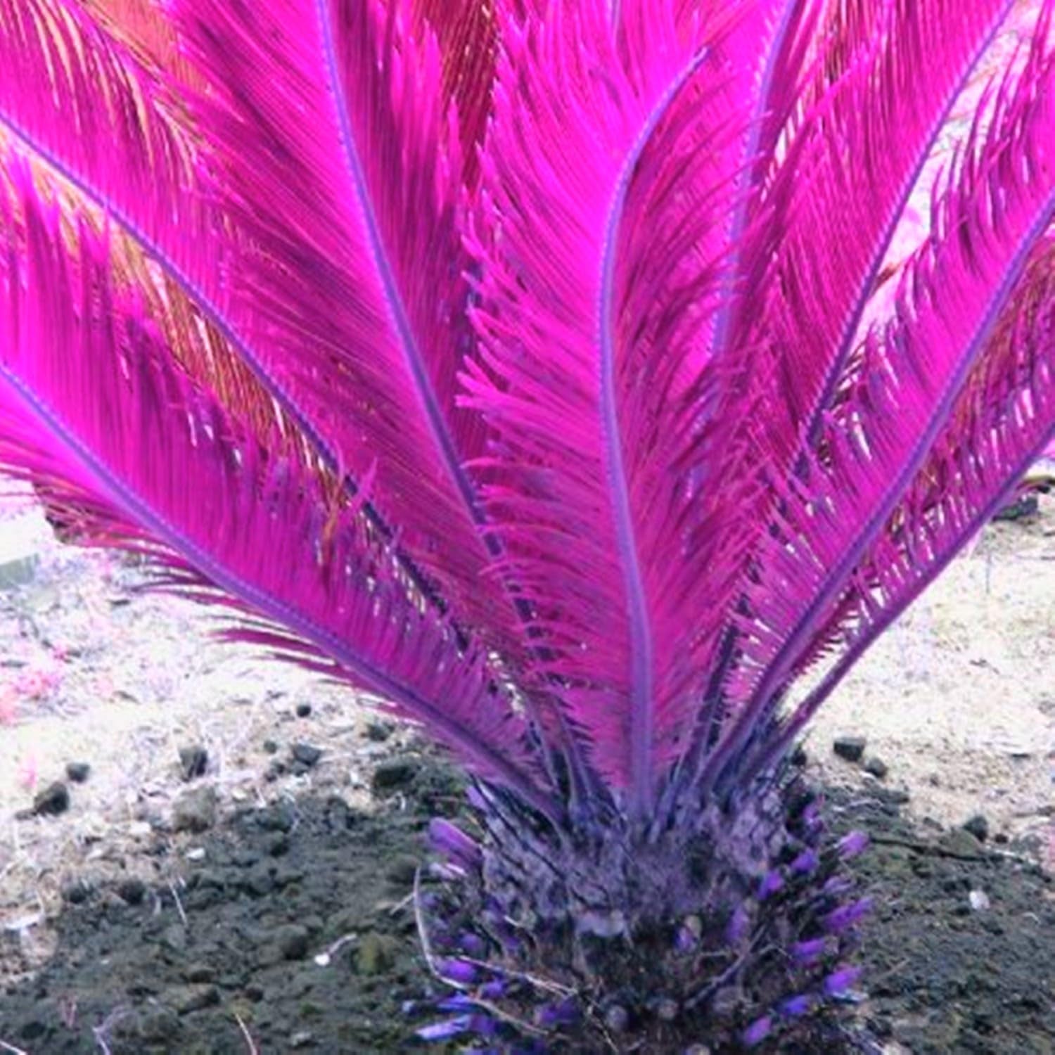 Virághagyma keverék, Mystery Magic Hagyma, Hardy Planting, Winter Hardy Évelő Virághagyma, Hardy Hagyma - 3 Orchidea hagyma