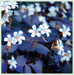 Virághagyma keverék, Mystery Magic Hagyma, Hardy Planting, Winter Hardy Évelő Virághagyma, Hardy Hagyma - 3 Orchidea hagyma