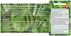 Stk - 10X Callicarpa Dichotoma Purpur Schönfrucht Garten Pflanzen - Samen B197 -