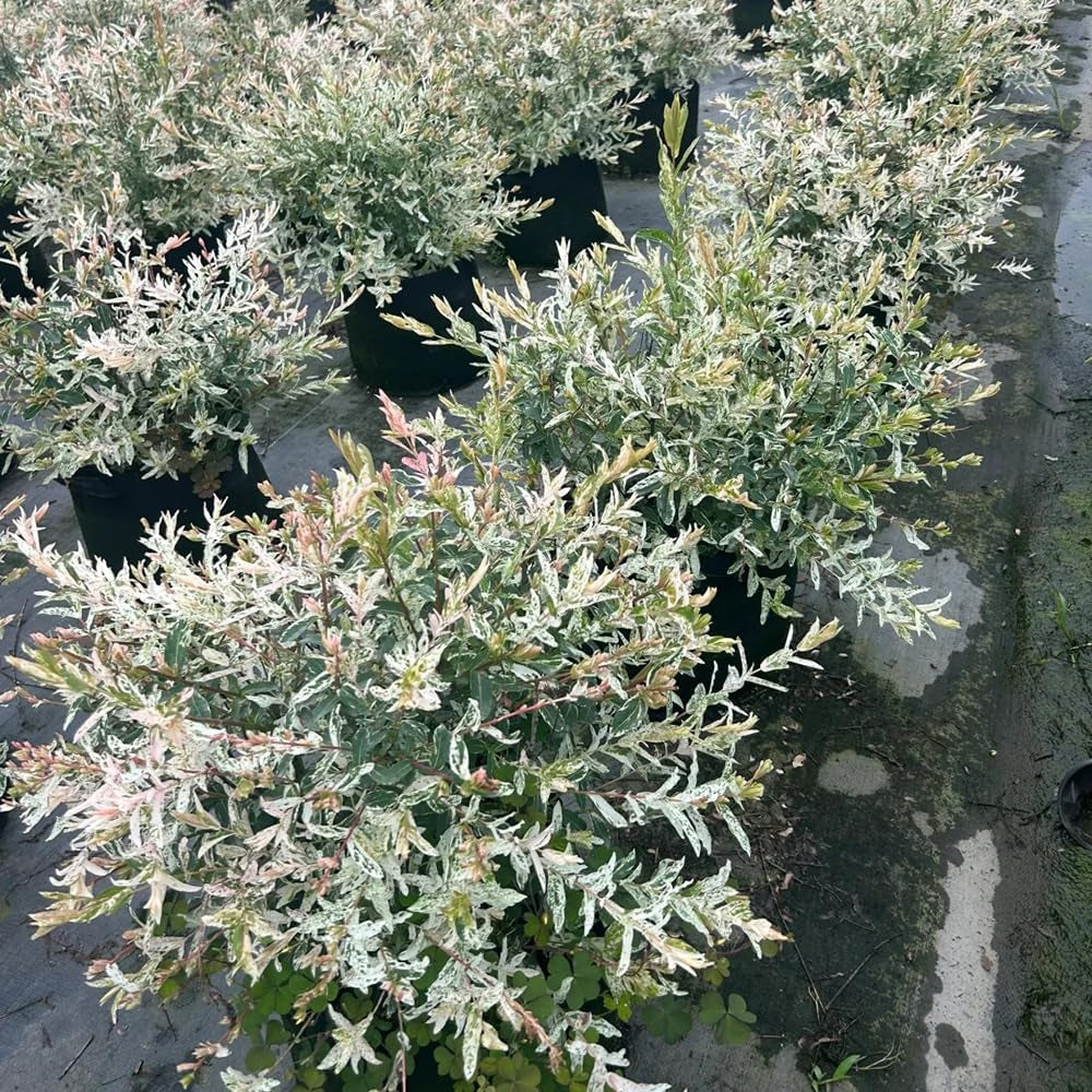 Harlekinweidesamen, Balkonpflanzen Salix Integra, Exotische Baumsamen Gartenarbeit Geschenk Kübelpflanzen Sträucher Winterhart Seltene 300Pcs
