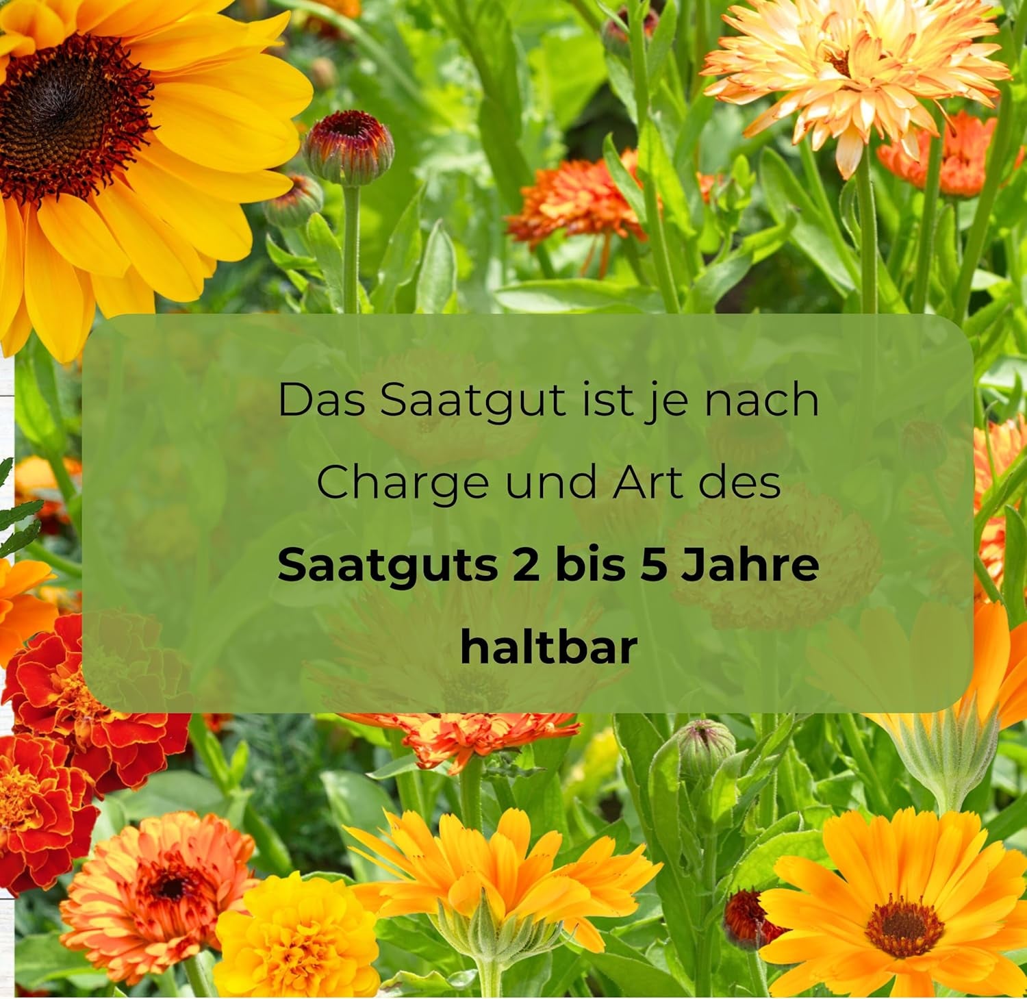 Cosmos Sensation Mix 1g mag, Cosmos Mix Nyári virágok, Kerti növények Erkélynövények, Virágmagok