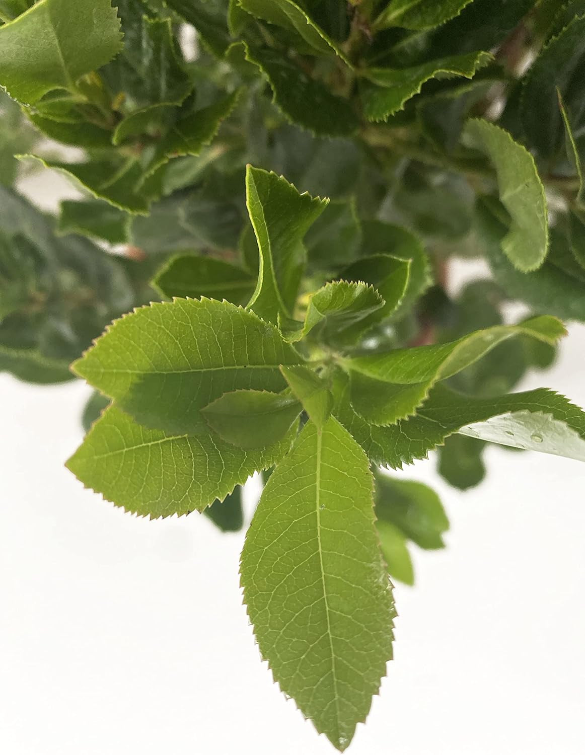 KENTIS - Szamóca (Arbutus unedo) - Strapabíró növények a kertbe - Örökzöld, igazi növény - Magasság 80-100 cm, cserép Ø 24 cm