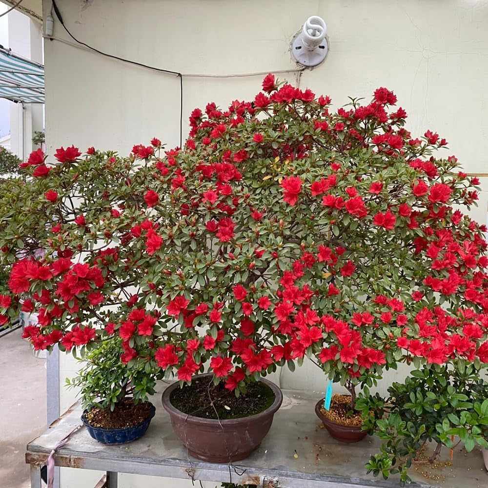 Rhododendronsamen, Azalee Winterhart Exotische Bodendecker 150Pcs