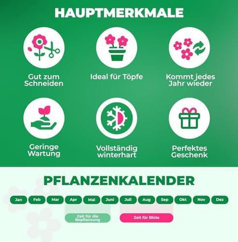 Calla Bulbs Hardy Perennial - Zantedeschia Orange Passion (narancs) - 5 nagy virághagyma - Real Holland Plants - Kertbe és cserepekbe (nem magvak, nem mesterséges)