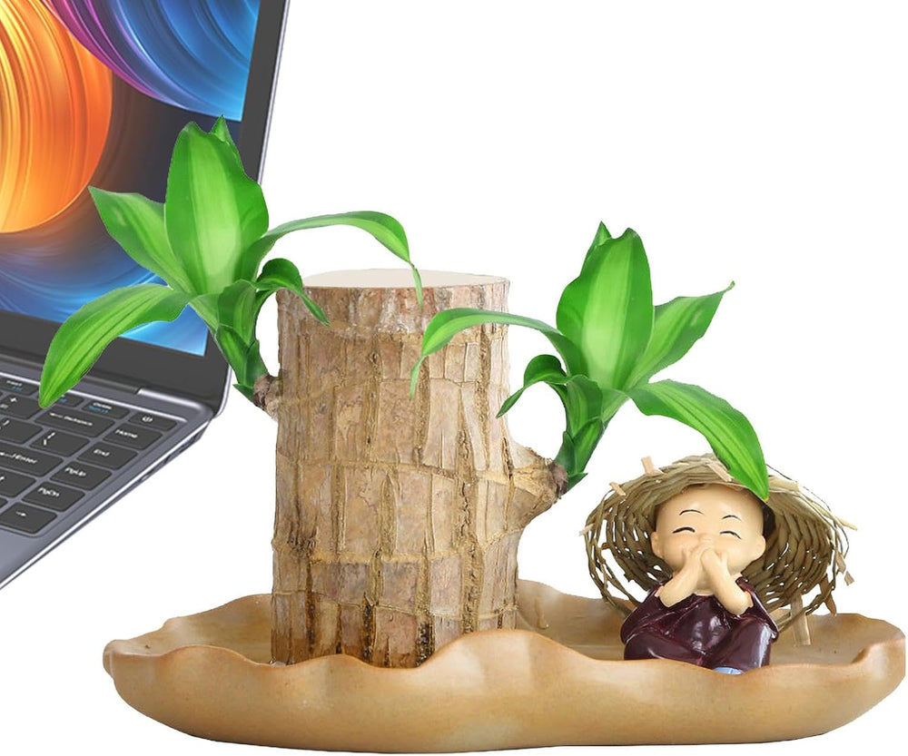 Brasilianische Holzpflanze, Lucky Bamboos-Pflanzen Für Den Innenbereich, Hydroponischer Lucky Bamboos-Topf Mit Keramikschale Zur Reinigung Der Raumluft, Brasilianische Lucky Wood-Pflanze
