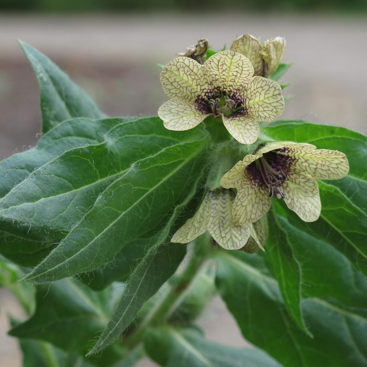 Legendás zsurló növények - Magkészlet 5 varázslatos növénnyel