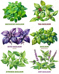 Bio bazsalikommagok 6-6 db-os készletben a könnyű termesztéshez kertben, erkélyen vagy emelt ágyásban - Vetőmagok - Palánták