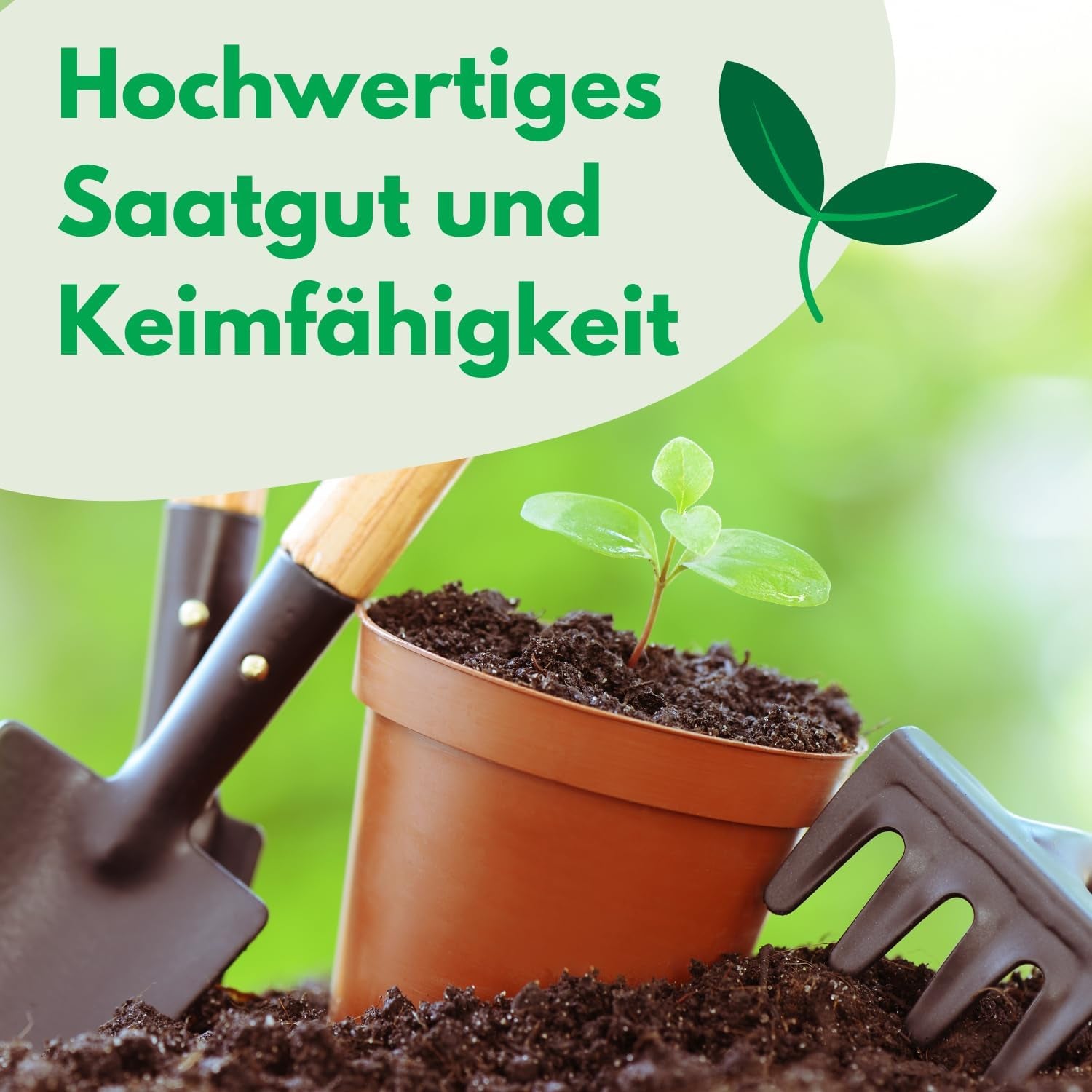 Cosmos Sensation Mix 1g mag, Cosmos Mix Nyári virágok, Kerti növények Erkélynövények, Virágmagok