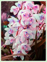 Virághagyma keverék, Mystery Magic Hagyma, Hardy Planting, Winter Hardy Évelő Virághagyma, Hardy Hagyma - 3 Orchidea hagyma