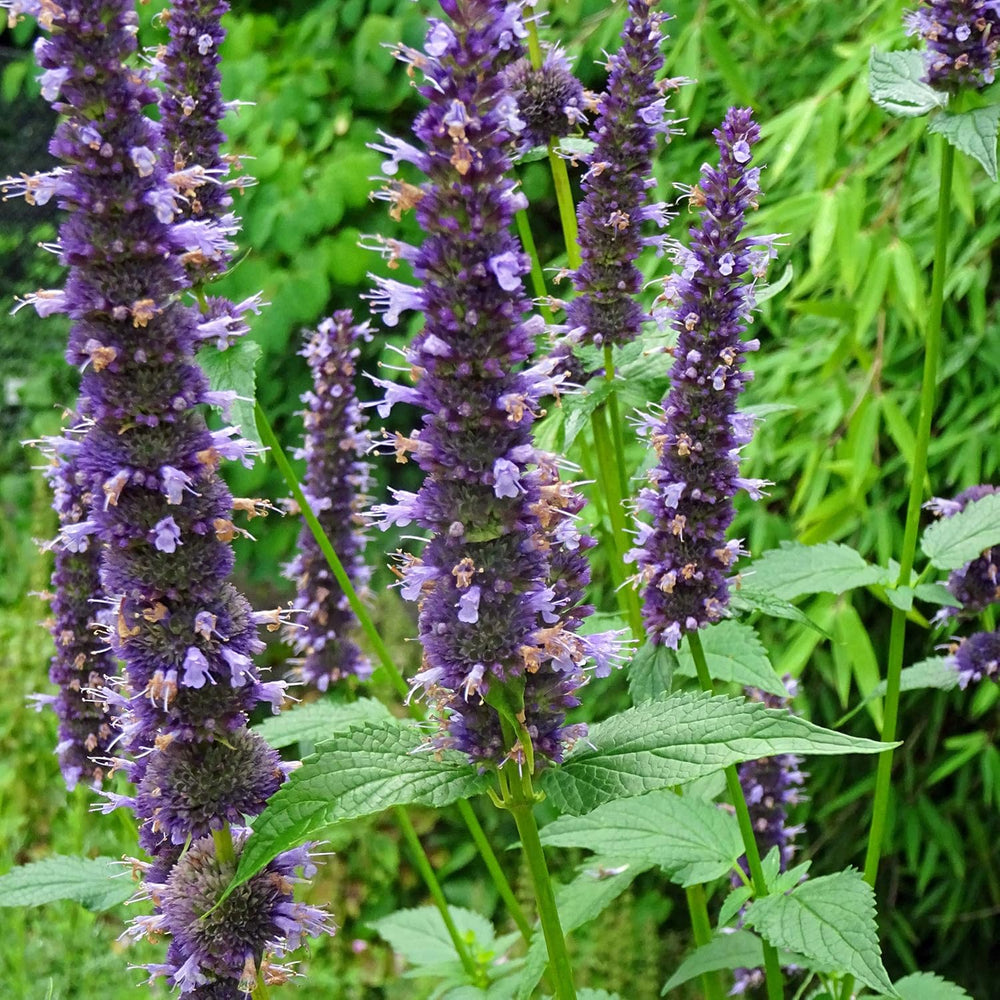 Illatos növények - Samenset mit 6 prachtvoll duftenden Blühpflanzen