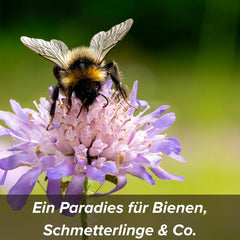 Virágmagok agyagvédő bevonatban méheknek és lepkéknek, 400g. Évelő és télálló növények, amelyek 20 m²-es virágzó tájat alkotnak. Gyönyörű vadvirág magvak színes méhlegelőhöz. Ajándék gyerekeknek.