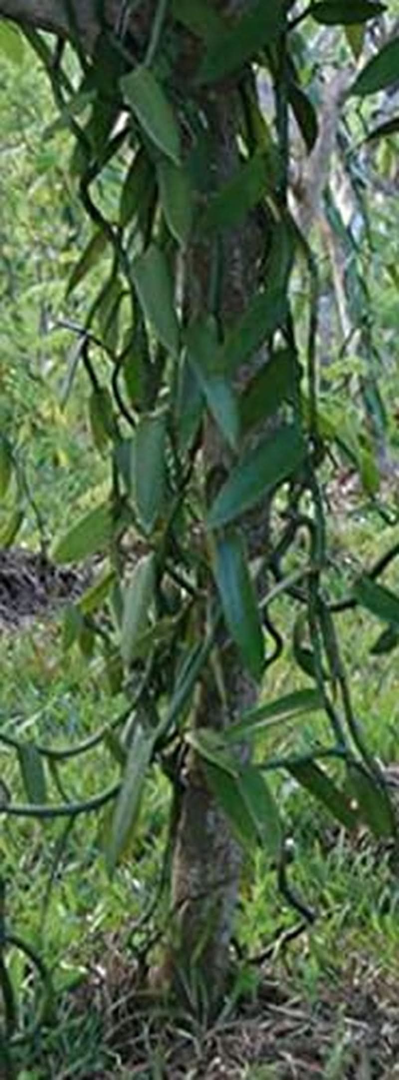 Vaníliapor 50 G, őrölt vaníliapor 100% tisztaságú Aromas Naty Shop