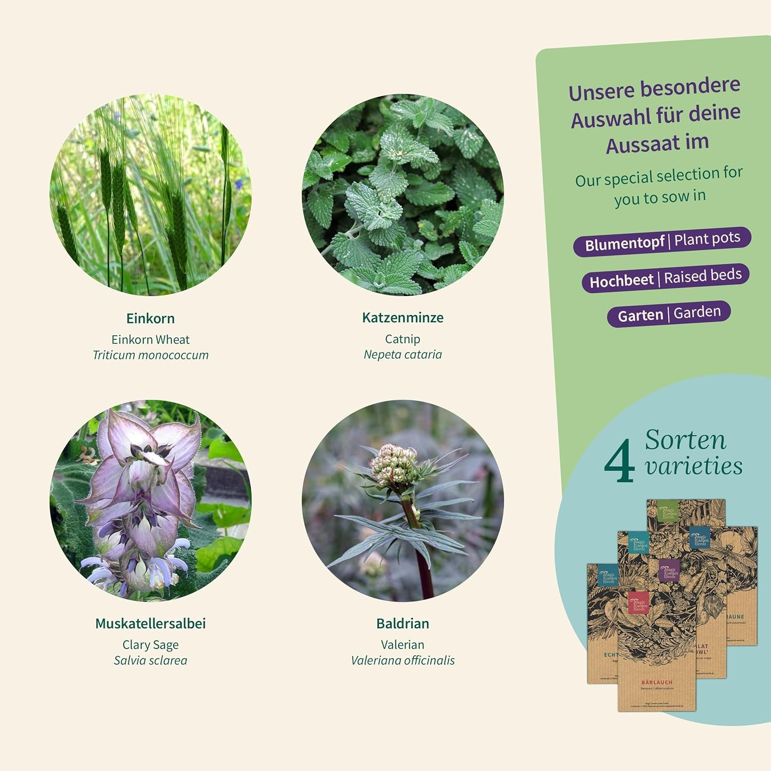 Varázskerti magvak – Gyógynövények macskáknak: macskamenta, macskagyökér, zsálya és macskagyökér – Magtartó doboz 4 növénnyel játékra, rágcsálnivalókra és pihenésre