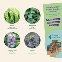 Varázskerti magvak – Gyógynövények macskáknak: macskamenta, macskagyökér, zsálya és macskagyökér – Magtartó doboz 4 növénnyel játékra, rágcsálnivalókra és pihenésre