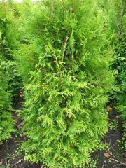 Brabant Lebensbaum Thuja Occidentalis Brabant 100-125 Cm Hoch Im 5 Liter Pflanzcontainer