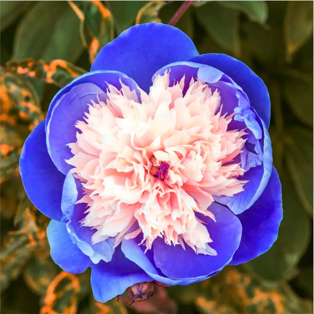 Virághagyma keverék, Mystery Magic Hagyma, Hardy Planting, Winter Hardy Évelő Virághagyma, Hardy Hagyma - 3 Orchidea hagyma