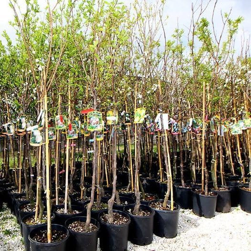 Fortune Pflaumen - Obstpflanze Auf Blumentopf 20 - Baum Max 170 Cm - 2 Jahre Anbau Italien