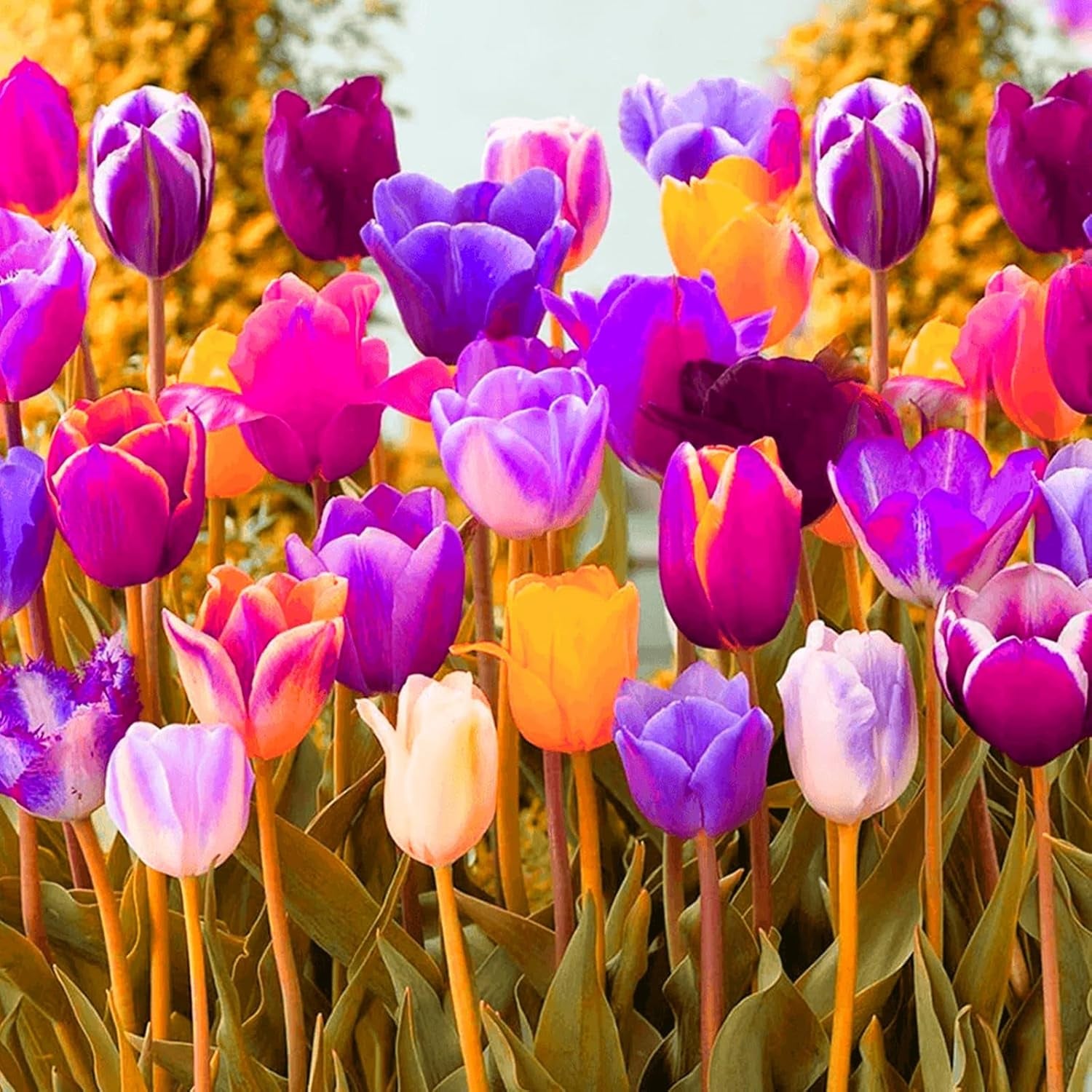 Lebende Pflanzen, Mehrjährige Blumenzwiebel ist winterhart, Winterhart pflanzen, Mysteriöse magische Glühbirne, Blumenzwiebel Mix-4 Oxalis Triangularis Blumenzwiebeln