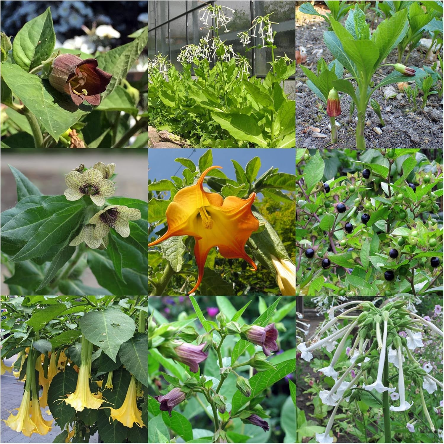 Legendás zsurló növények - Magkészlet 5 varázslatos növénnyel