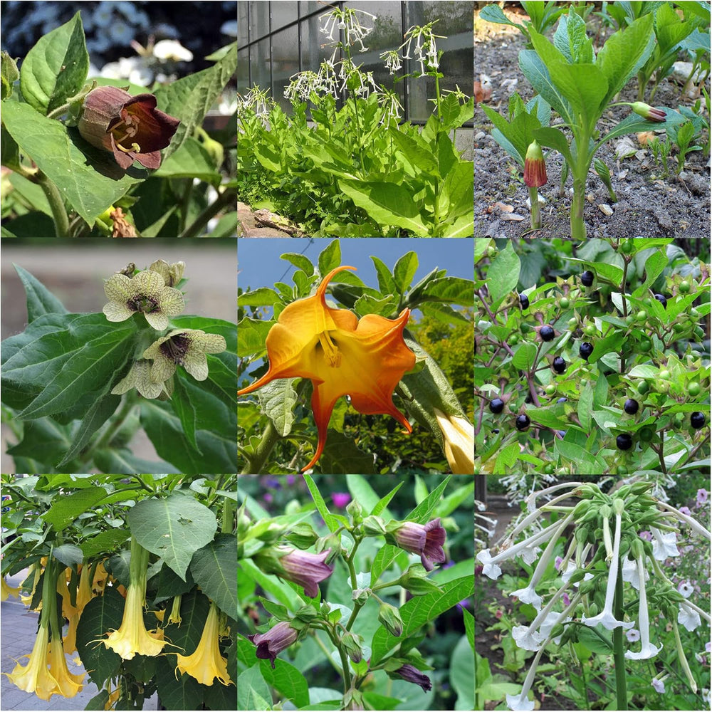 Legendás zsurló növények - Magkészlet 5 varázslatos növénnyel