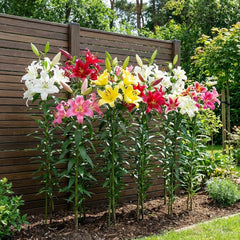 Óriás liliomhagymák Hardy Tree kollekció - Hardy virághagymák - 15 darabos csomag 5 fajtában és színben - Holland keverék kerti ültetésre (nem magvak, nem mesterséges)