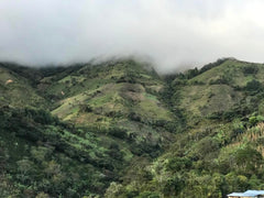 Cafea Specialty Coffee Columbia, 1 kg, boabe de cafea specială, proaspăt prăjite, pentru espresso și Italia, producător Gomez-Pinwand