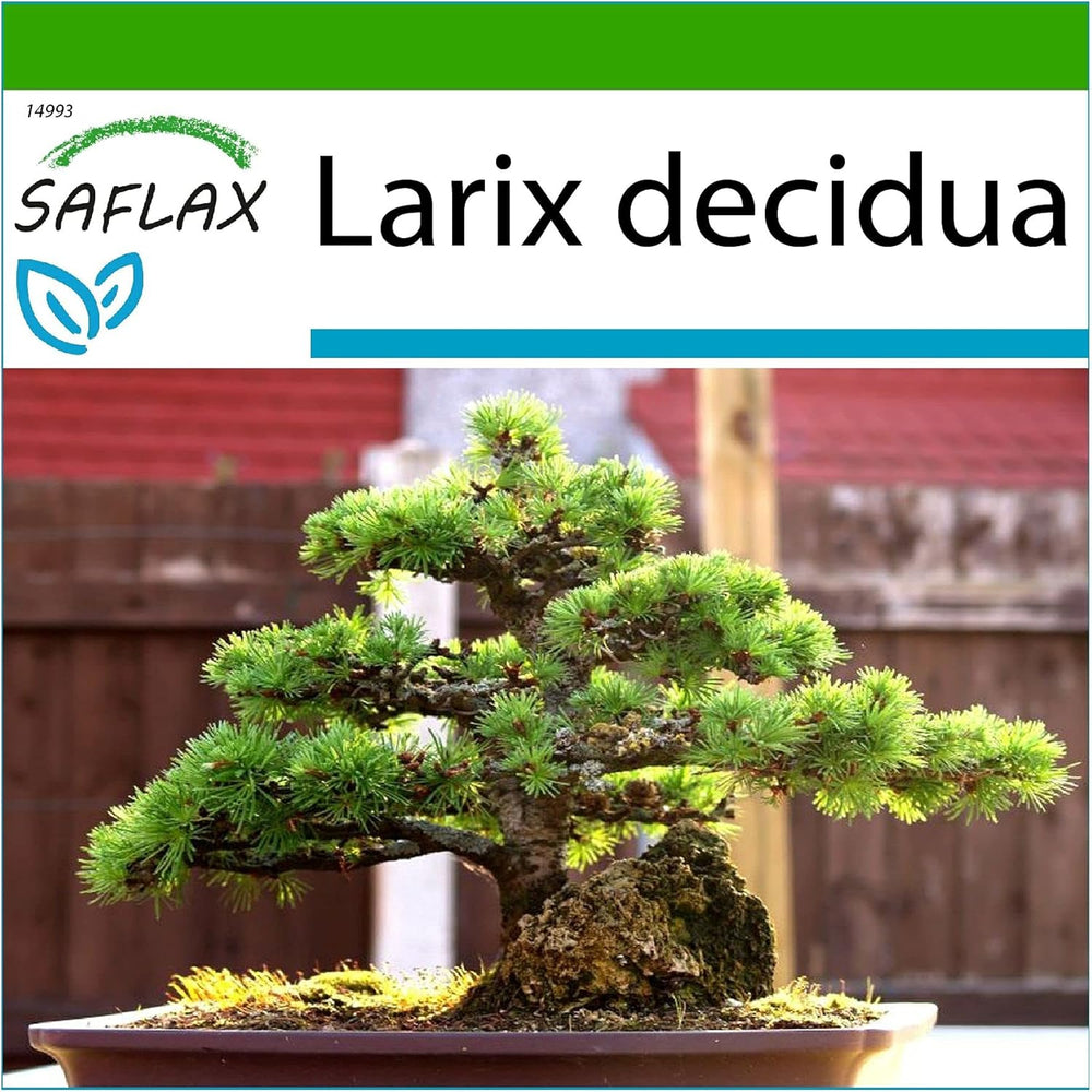 SAFLAX - Bonsai - Europäische Lärche - 75 Samen - Mit Keimfreiem Anzuchtsubstrat - Larix Decidua